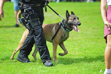 démonstration de chien policier de la brigade canine belge