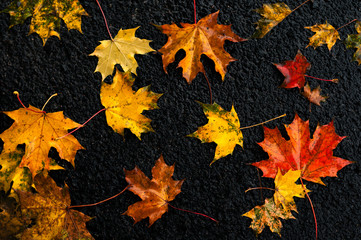 Multicolored maple leaves on the asphalt after rain in autumn.