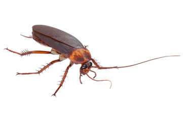 Cockroach bug insect orange urban roach. 3D rendering