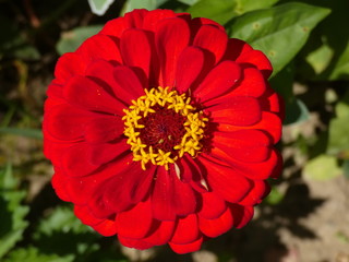 Beautiful Red Flower Zinnia