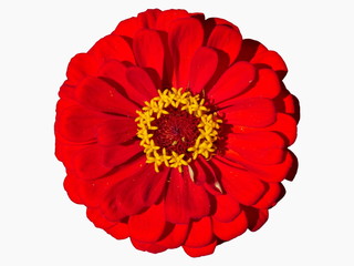 Beautiful Red Flower Zinnia Isolated