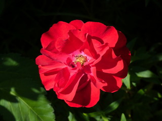 Beautiful Rose Flower in Garden