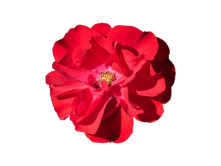 Beautiful Rose Flower Isolated