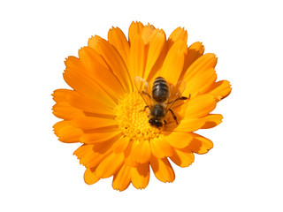 Bee on the Flower of Marigold (Calendula Officinalis) Isolated