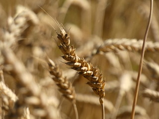 Cereal, Wheat (Triticum) Ear