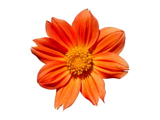 Dahlia Flower Orange Isolated