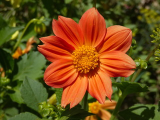 Dahlia Flower Orange