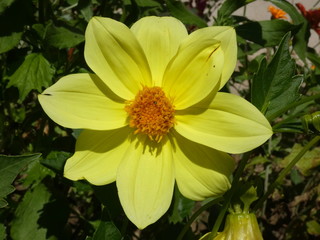 Dahlia Flower Yellow
