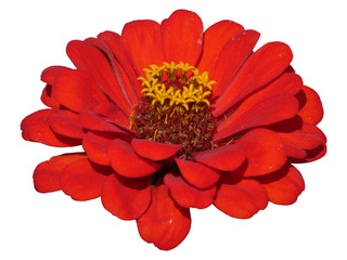 Flower Zinnia Red Isolated