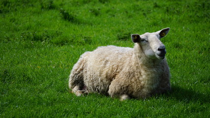 Obraz premium Schaf am Rock of Cashel, Irland
