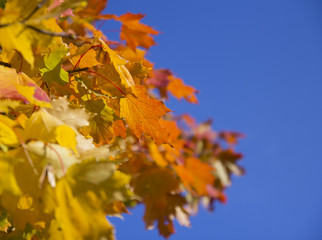 Fototapeta na wymiar Autumn yellow leaves