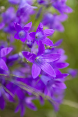 Fototapeta na wymiar group of purple campanula and sunlight