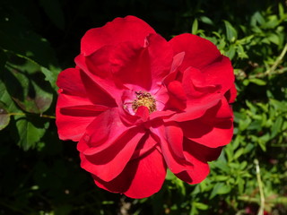 Rose Flower in Garden