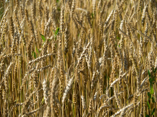 Gold wheat field and blue sky