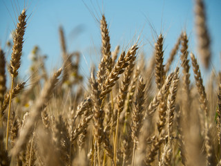 Gold wheat field and blue sky