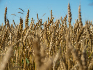 Fototapeta premium Gold wheat field and blue sky