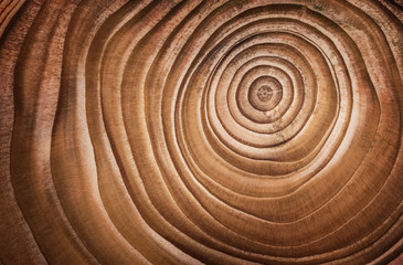 Wood larch texture of cut tree trunk, close-up.
