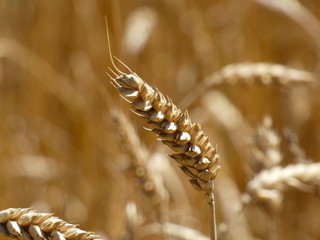 Wheat Ear In the Field