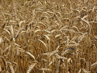 Wheat (Triticum) Crop