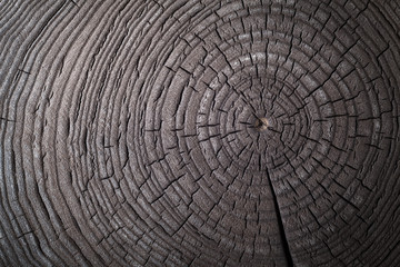 Wood old ash texture of cut tree trunk, close-up.