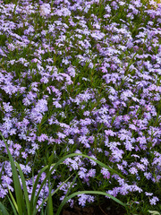 purple blossoms of Aubrieta flowers in a garden