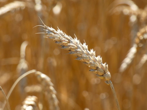 Wheat Ear