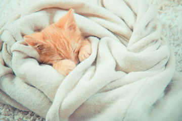 Little red kitten. The kitten lies on the fluffy carpet at home. Little Kitten Sleeps. Close-up of a sleeping kitten
