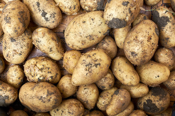 Close-up of a fresh raw potatoes background