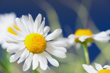 Fototapeta premium Chamomile among flowers