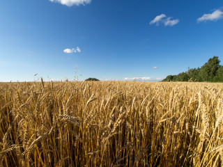 Summer Landscape with Wheat Field and Clouds, blue sky. August 2017