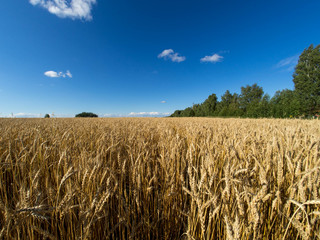 Summer Landscape with Wheat Field and Clouds, blue sky. August 2017
