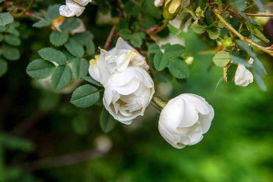 White roses in the garden. Photo closeup with selective focus