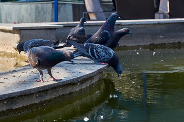 Obraz premium Pigeons sit on the fountain and look at the water
