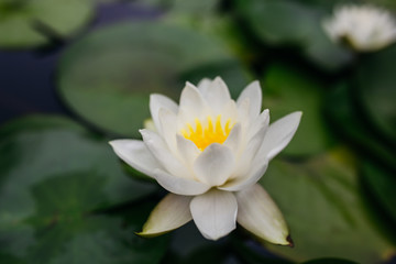 Lotus