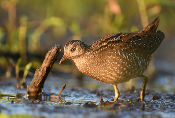 Spotted crake (Porzana porzana)