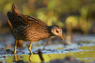 Spotted crake (Porzana porzana)