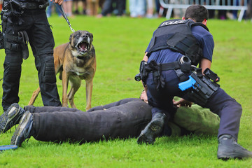 démonstration de chien policier de la brigade canine belge