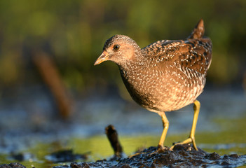 Spotted crake (Porzana porzana)