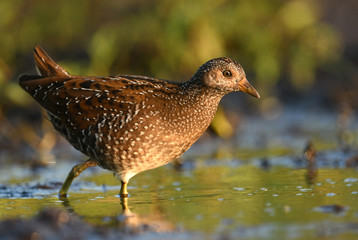Spotted crake (Porzana porzana)