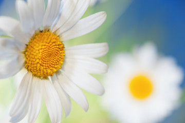 Chamomile among flowers