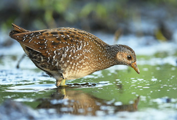 Spotted crake (Porzana porzana)