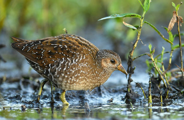 Spotted crake (Porzana porzana)