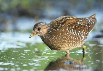 Fototapeta premium Crake plamisty (Porzana porzana)