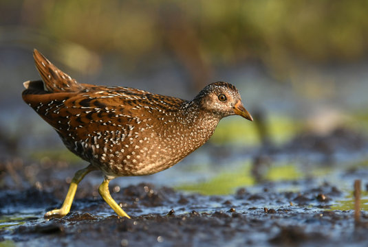 Spotted crake (Porzana porzana)