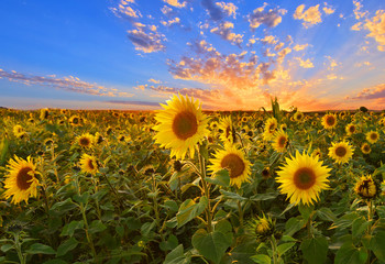 Sunset over sunflower field
