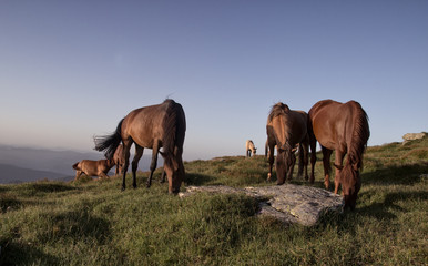 Fototapeta na wymiar Horses are grazing on top of the mountain