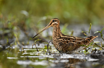 Common Snipe (Gallinago gallinago)