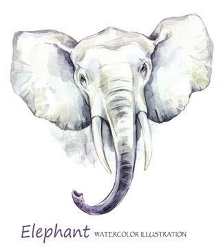 Watercolor elephant on the white background. African animal. Wildlife art illustration. Can be printed on T-shirts, bags, posters, invitations, cards, phone cases, pillows.