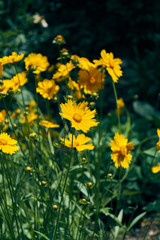 Fototapeta premium Garden with flowering yellow coreopsis.