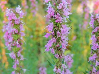 Hyssop in summer garden.